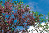 Chingal o pavito, Jacaranda copaia, al inicio de la temporada de lluvias.