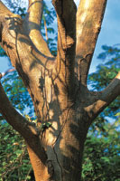 Tronco de un guayacn o roble morado, Tabebuia sp.