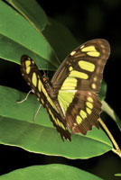 Mariposa de la familia Papilionidae.