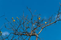 Con las primeras lluvias el bototillo inicia un nuevo ciclo de vida.