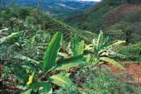 Las tierras deforestadas, especialmente las que est�n localizadas en terrenos con fuertes pendientes se erosionar�n en un corto tiempo y s�lo podr�n ser �tiles para unas pocas generaciones.