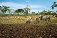 Algunos �rboles dispersos que brindan sombra al ganado, son con frecuencia el �nico vestigio de los extensos bosques secos que existieron en gran parte de la planicie del Caribe colombiano.
