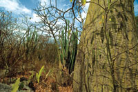 Las variaciones clim�ticas extremas y la tala rasa de los bosques secos conduce a la degradaci�n de los suelos y a la desertizaci�n.