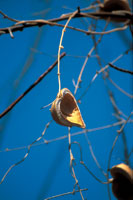Desnudo y mustio o verde y florecido, el bosque seco es  un santuario de vida.
