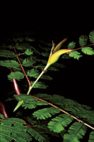 Hormigas comensales de la Acacia collinsi.