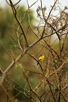 Turpial amarillo, Icteus chrysater.