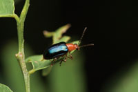 Cole�ptero herb�voro de la familia Coccinelidae.