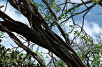 Palo brasil, especie frecuente en los bosques secos del Caribe