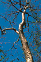 rbol de resbalamono o indio desnudo, en poca de sequa.