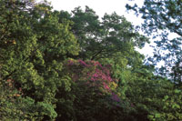 Durante la poca de lluvias la vegetacin del bosque seco exhibe todo su verdor
