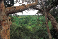 Las selvas hmedas tropicales son la formacin vegetal ms antigua de la Tierra y a partir de ellas se originaron, probablemente, los bosques secos tropicales.