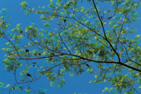 La familia de las leguminosas es la ms comn y diversificada de los bosques secos tropicales de frica y Amrica. Rama del Enterolobium sp.