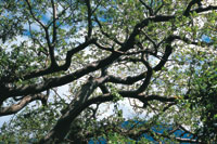 Durante el invierno la vegetacin es frondosa.