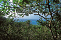 Cerca de la costa, durante el verano, los bosques secos suelen perder su follaje nicamente de forma parcial.