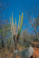 En muchos casos el bosque seco limita con matorrales espinosos en los que predominan las cactceas