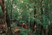 La transicin entre el bosque seco y el bosque hmedo es con frecuencia imperceptible; en ste es mayor la presencia de vegetacin siempreverde.