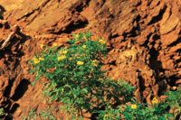 Los suelos pedregosos son pobres en nutrientes y no retienen la cantidad de agua suficiente para el desarrollo de la vegetacin.