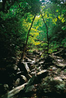 A orillas de las quebradas estacionales, el bosque seco permanece verde durante perodos ms prolongados.