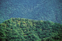Bosque denso en poca de lluvias