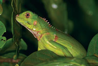 En aves y mamferos, la temperatura corporal permanece estable, en tanto que los reptiles y batracios dependen del ambiente para obtener calor.