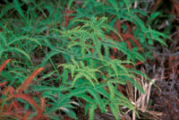 Los hongos y los helechos brotan en el bosque seco durante la poca hmeda, mientras que durante la sequa permanecen en estado latente.