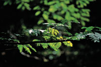 Las plantas del bosque seco afrontan el permanente conflicto entre la necesidad de alimentarse mediante la fotosntesis y la de mantener un estado de hidratacin ptimo.