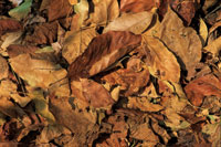 La descomposicin de la hojarasca forma parte del proceso mediante el cual el suelo mantiene su fertilidad.