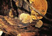 Los hongos desempean una funcin primordial en la descomposicin de la materia orgnica.