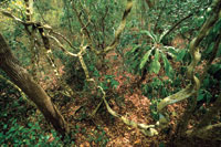 En algunos de los bosques secos tropicales se acumulan arcillas y nutrientes que favorecen el desarrollo de una vegetacin exuberante.