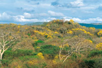 La estacionalidad climtica obliga a los seres vivos a adaptarse a las condiciones de un mundo cambiante. Floracin explosiva que es aprovechada por aves, abejas y abejorros.