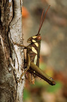 Grillo de la familia de los cridos