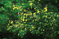 El comienzo de la poca de lluvias es el momento propicio para que broten las hojas nuevas y germinen  las plantas que crecern rpidamente hasta adquirir una talla que les permita sobrevivir a la siguiente sequa.