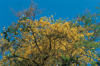 Floracin explosiva del pico de loro en la Reserva Natural Mamancana