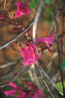 Las flores de tonos rojizos y en forma de campana son particularmente atractivas para las aves nectarvoras.