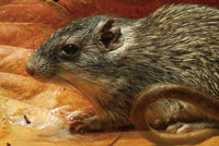 Pequeos roedores y reptiles deben buscar refugio en las zonas menos secas del bosque, en espera de la poca de abundancia.