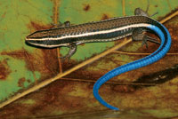 Pequeos roedores y reptiles deben buscar refugio en las zonas menos secas del bosque, en espera de la poca de abundancia.