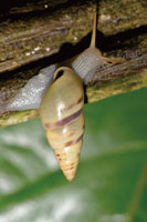 Con las primeras lluvias los caracoles pulmonados y algunos anfibios despiertan de su letargo estival