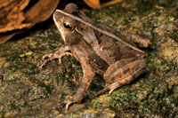 Con las primeras lluvias los caracoles pulmonados y algunos anfibios despiertan de su letargo estival