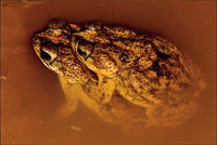 El apareamiento entre anfibios ocurre al comienzo de la temporada de lluvias, a fin de que la hembra pueda depositar sus huevos en las charcas efmeras.