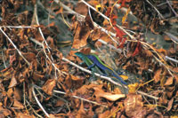 Los reptiles, como el lagarto azul, Cnemidophorus lemniscatus, caracterstico del archipilago de San Andrs y Providencia, deben aparearse con la suficiente antelacin para que las cras nazcan en la poca ms propicia.