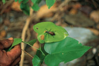 Los cucarrones de follaje son colepteros que consumen hojas jvenes de plantas del sotobosque.