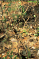 La langosta del gnero Tropidacris es uno de los insectos herbvoros ms voraces, pero la variedad de plantas en el bosque mitiga su impacto, lo que no ocurre en los campos de monocultivo.