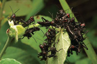 Enjambre de saltamontes devorando las hojas tiernas de un arbusto