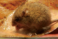 Los pequeos roedores de hbitos nocturnos se alimentan de semillas y plntulas que encuentran dispersas en el suelo del bosque.