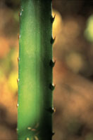 Hoja de piuelo, una bromelicea del sotobosque, de textura coricea y provista de espinas que utiliza como medio de proteccin.