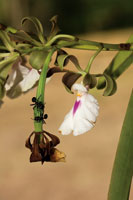 Las hormigas defienden a la orqudea y el azcar que reciben como recompensa es parte esencial de su dieta.