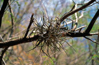 Las epfitas y los bejucos no invierten energa en crecer desde el suelo hacia lo alto del bosque para acceder a niveles ptimos de luz, pues se aprovechan de la estructura de los rboles de gran talla.