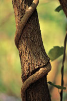 Las epfitas y los bejucos no invierten energa en crecer desde el suelo hacia lo alto del bosque para acceder a niveles ptimos de luz, pues se aprovechan de la estructura de los rboles de gran talla.