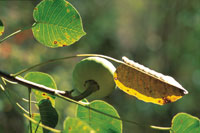 La diversidad de formas, tamaos y colores de las frutas, tiene como propsito principal el de atraer a los animales frugvoros, que contribuyen a dispersar las semillas.