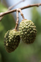 La diversidad de formas, tamaos y colores de las frutas, tiene como propsito principal el de atraer a los animales frugvoros, que contribuyen a dispersar las semillas.